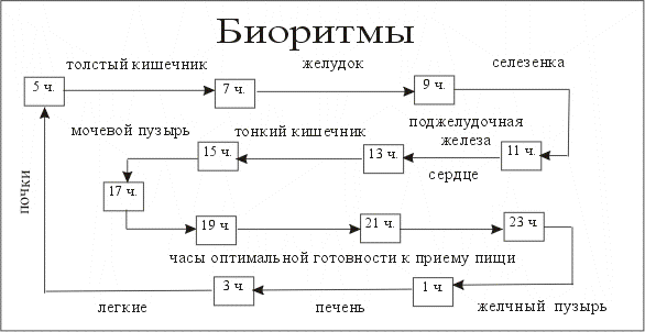 Биоритмы